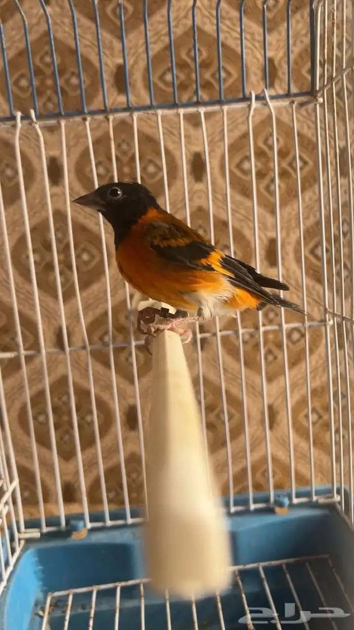 فحل سسكن احمر فنزولي منتج شرط علي انثى سسكن احمر 0