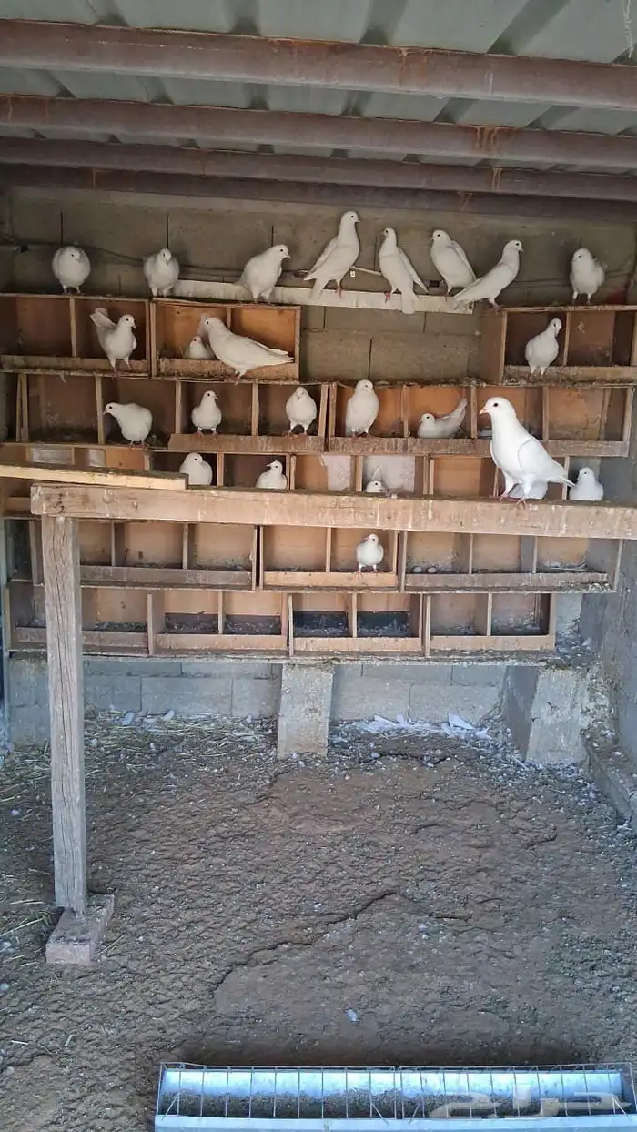 حمام فرنسي حجم جنبو 0