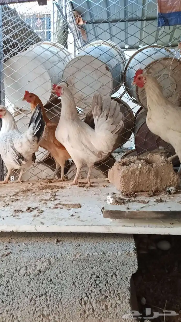 دجاج للبيع 2