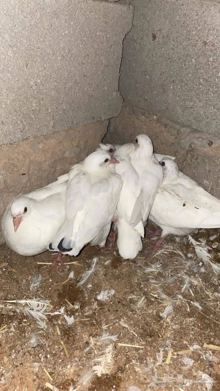 زغاليل فرنسي 3