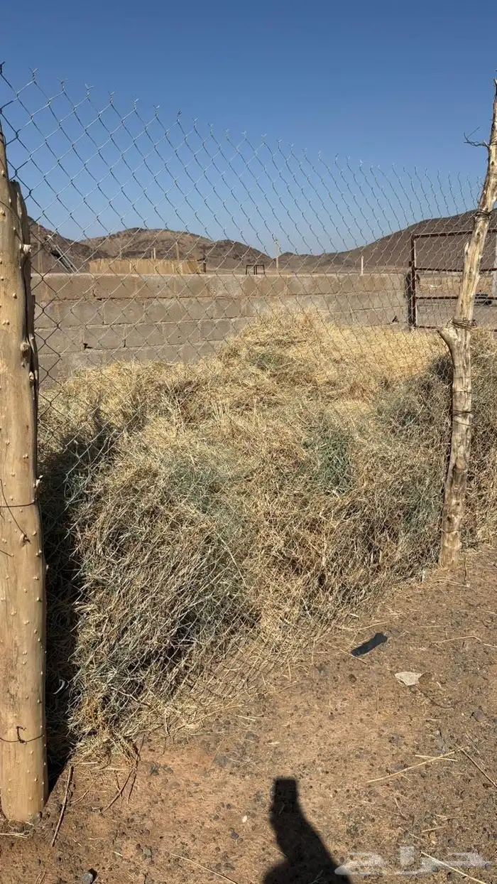 للبيع نجم صافي 1