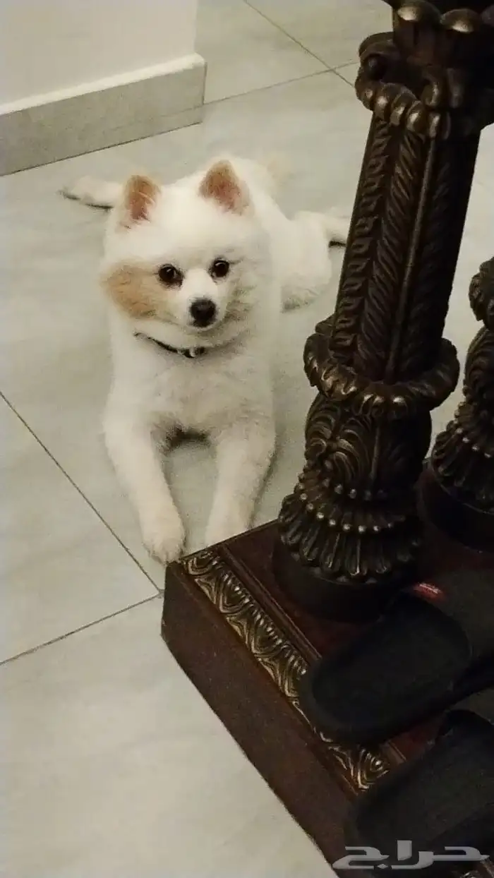 Pomeranian Dog for sale 0