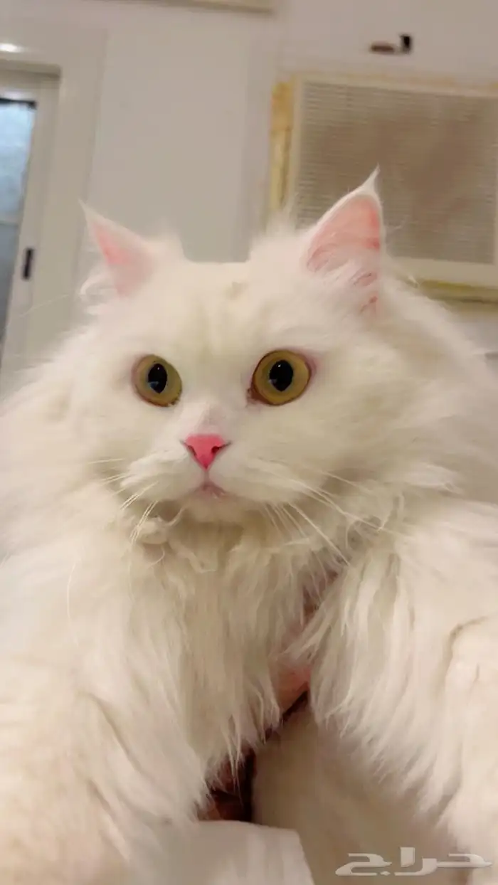 قطه جميله جدا امريكيه معقمه ومطعمه 2