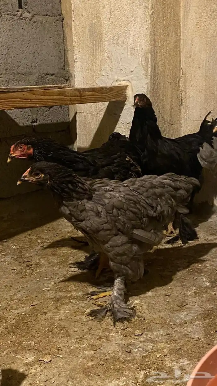 دجاج براهما 7