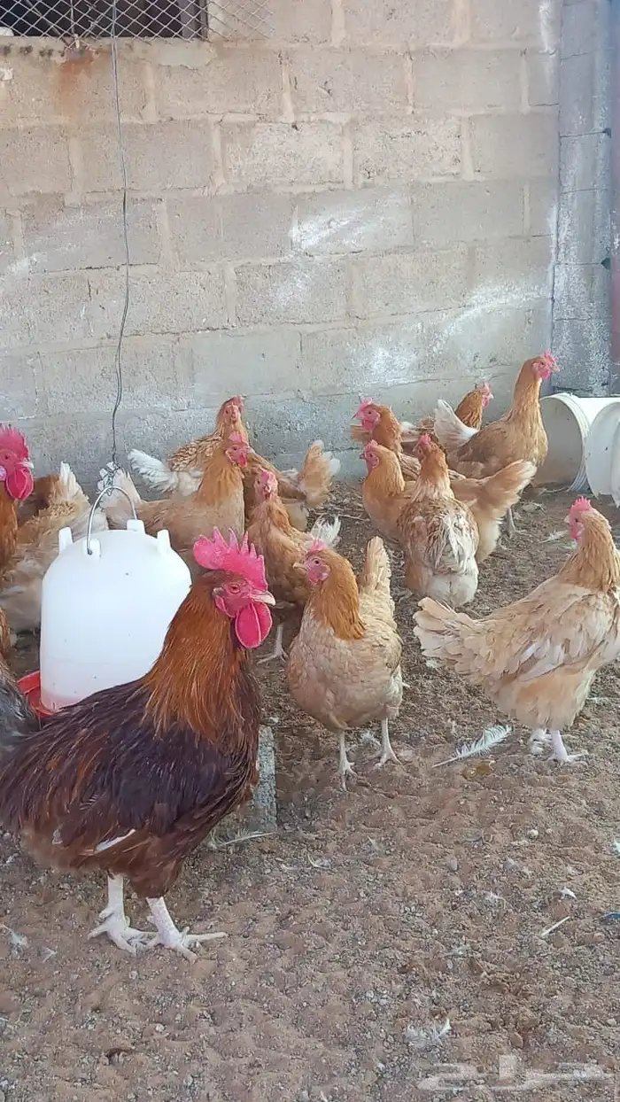 دجاج تركي للبيع 3