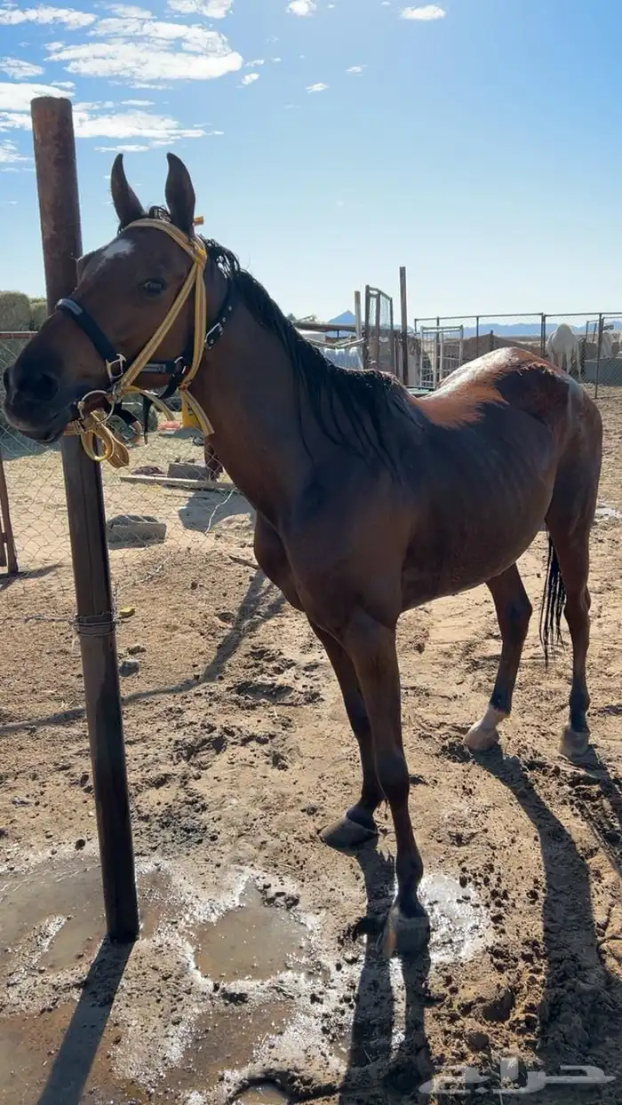 فرس شعبي سليمه جميع العذاريب ارتفاعها 7 بلكات 0