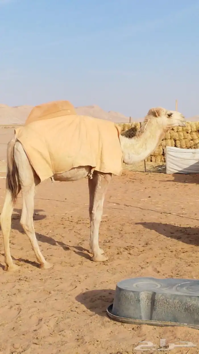 للبيع بكره 3