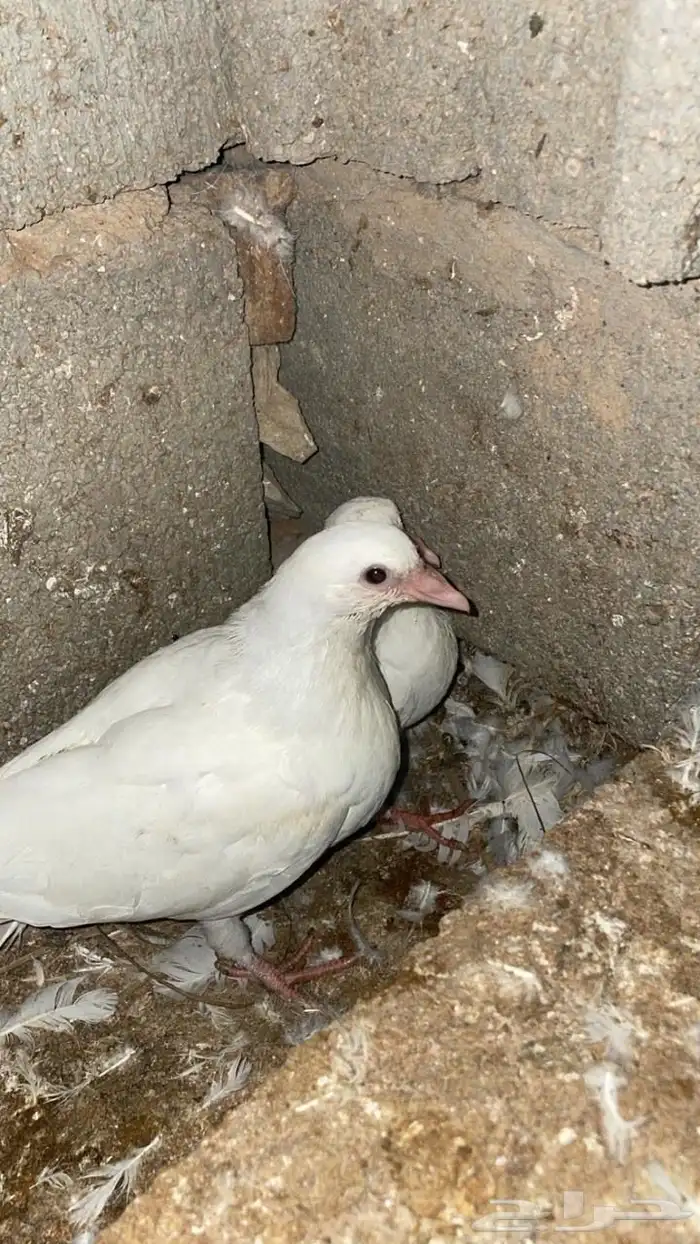 زغاليل فرنسي 0