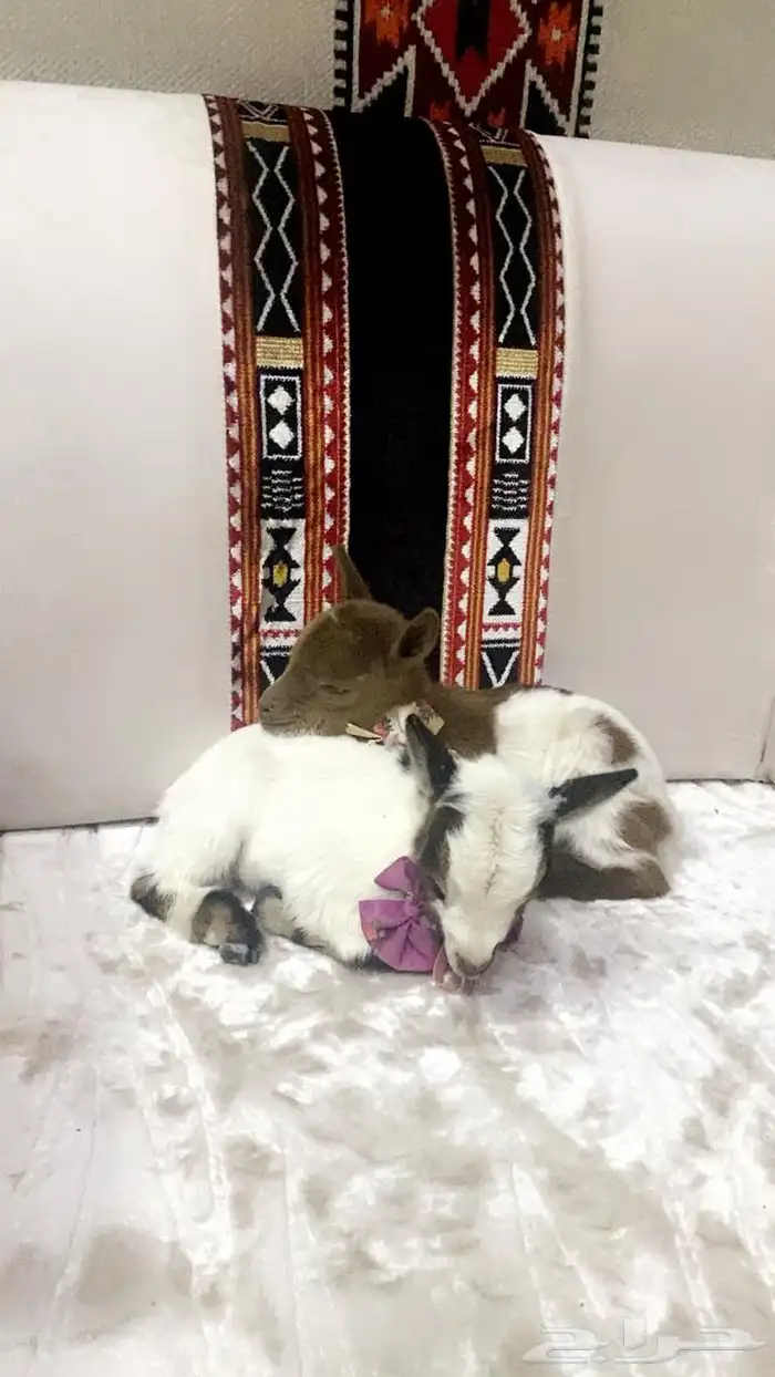 تيوس قزميه تشيكيه 0