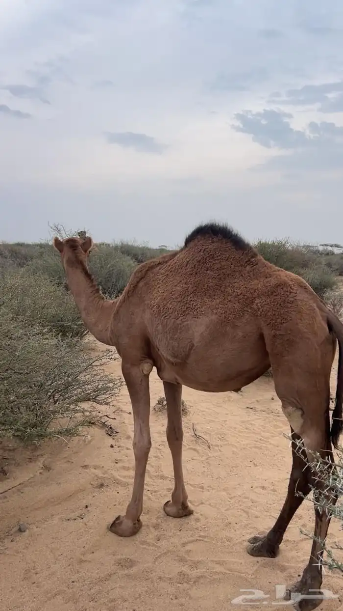 بعير ساحلي مشروط 3