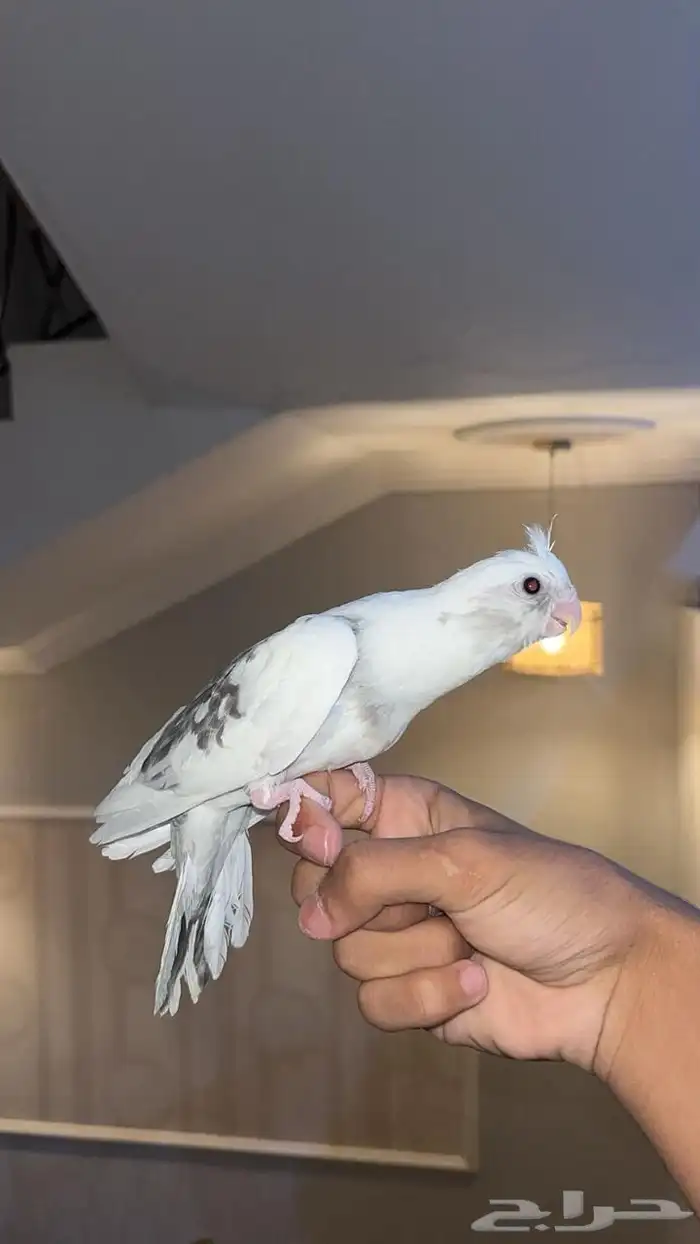 كروان هولندي اليف 1