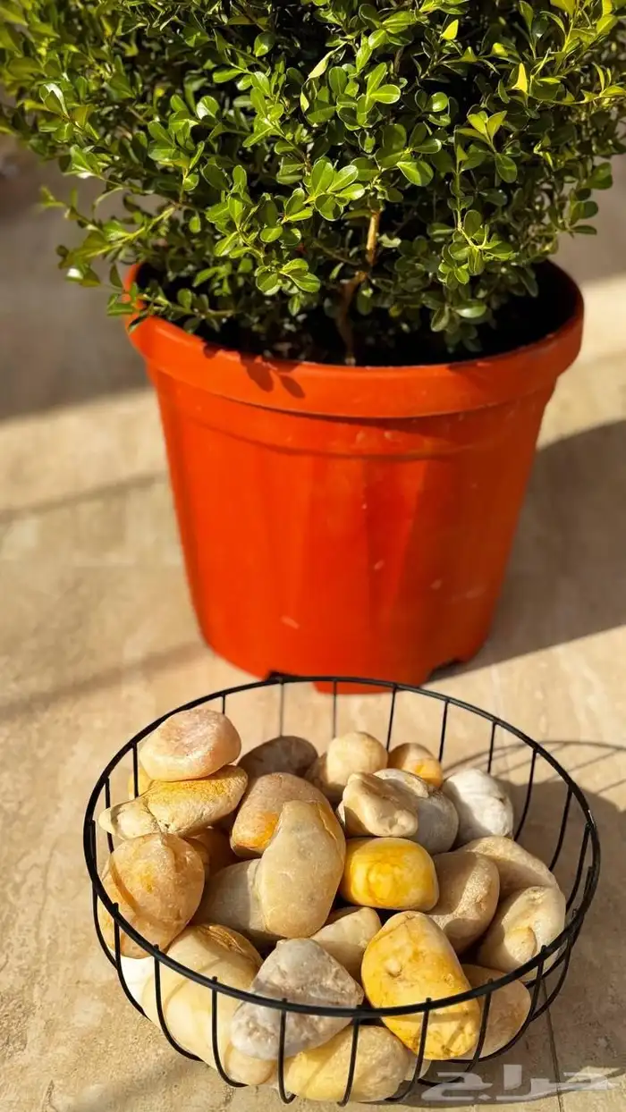 تنسيق الحدائق المنزلية 8