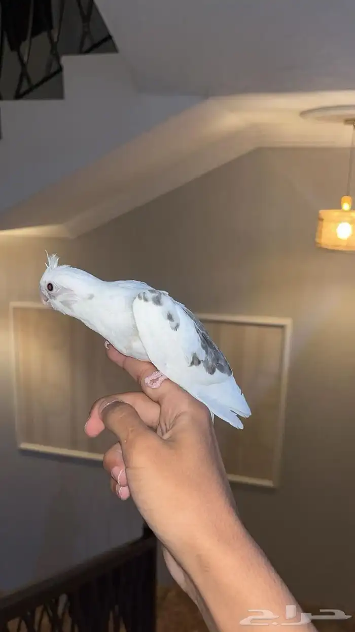 كروان هولندي اليف 5