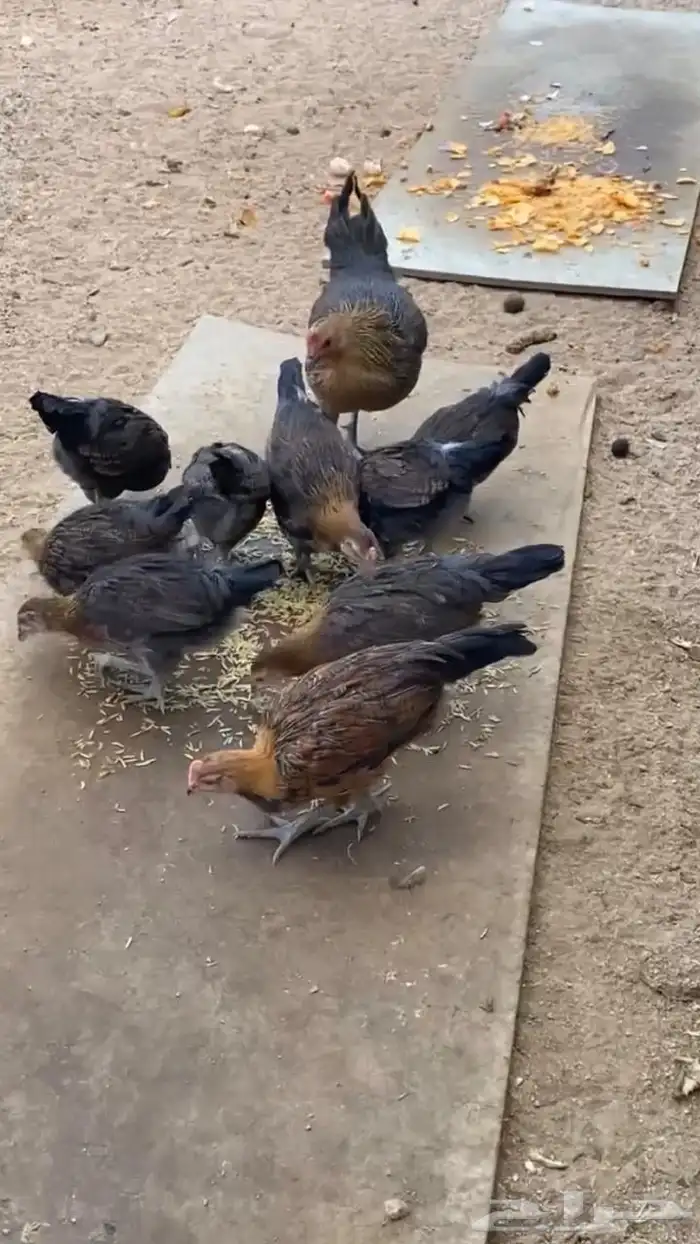 فروخ دجاج عربي اصيل فري انتاج حضان 0