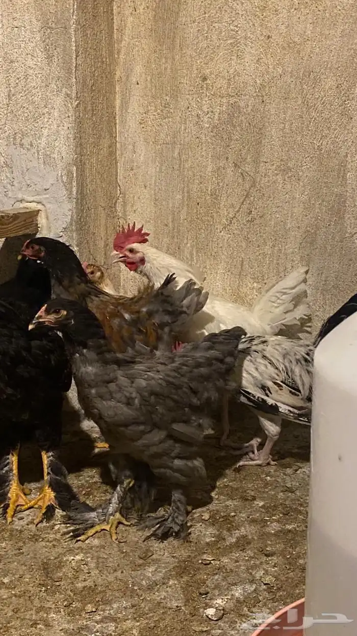 دجاج براهما 4