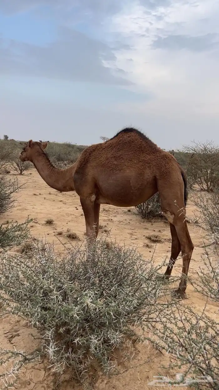 بعير ساحلي مشروط 2