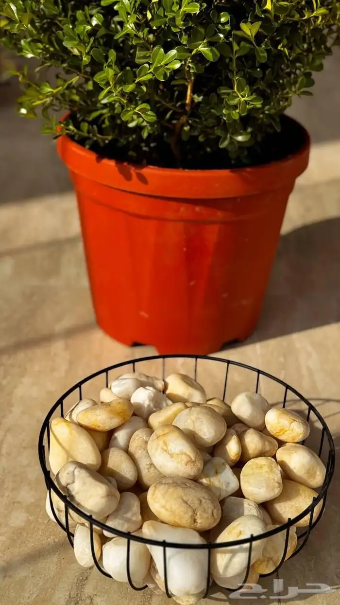 تنسيق الحدائق المنزلية 0