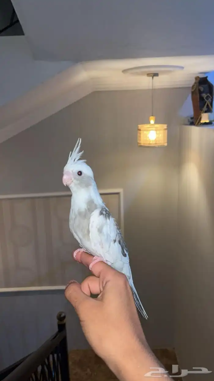 كروان هولندي اليف 0