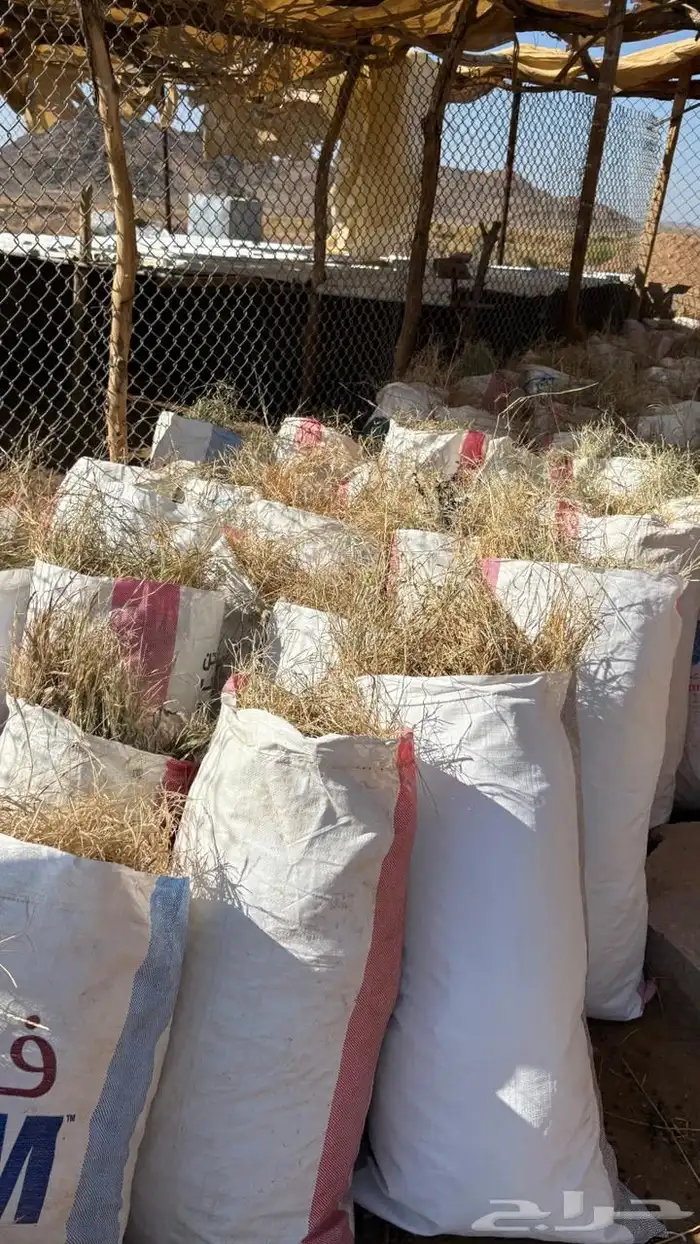 للبيع نجم صافي 0