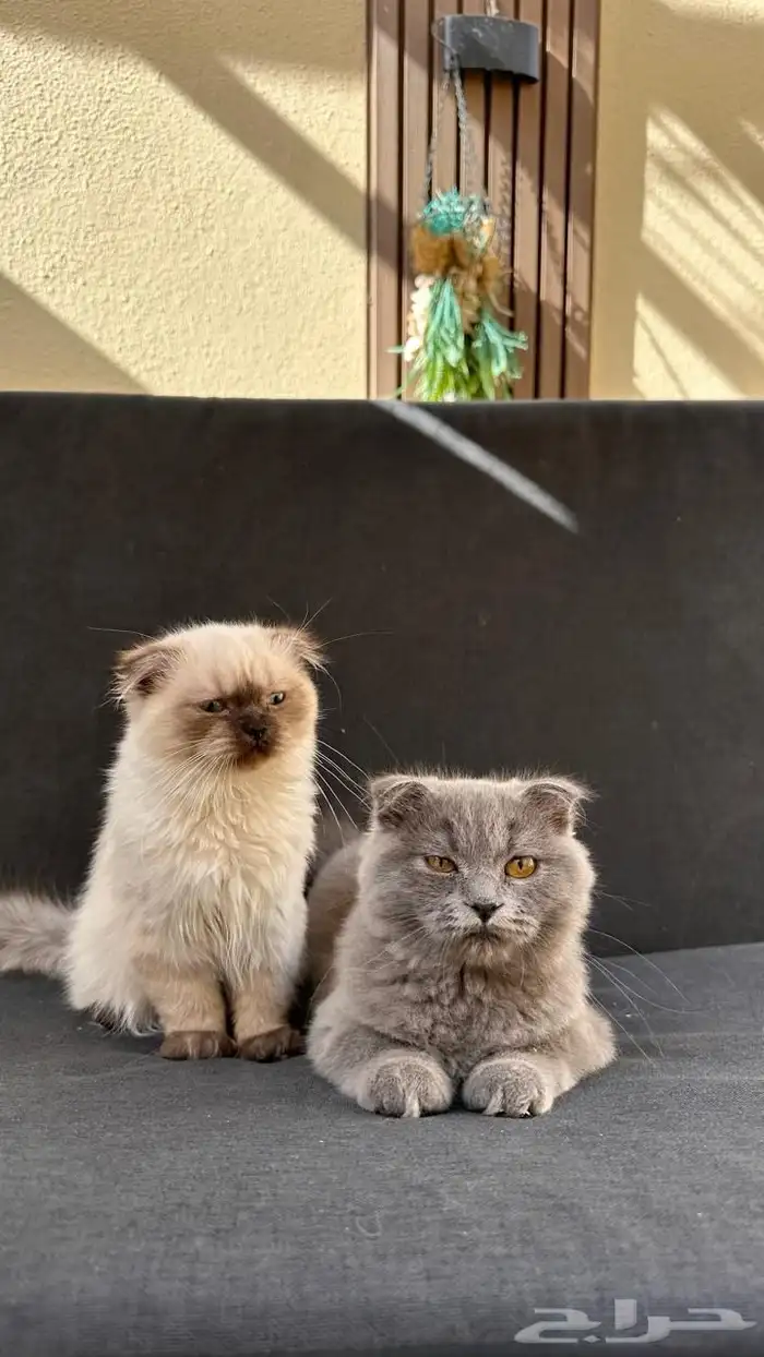 قطة للبيع سكوتش فولد وهملايا 1