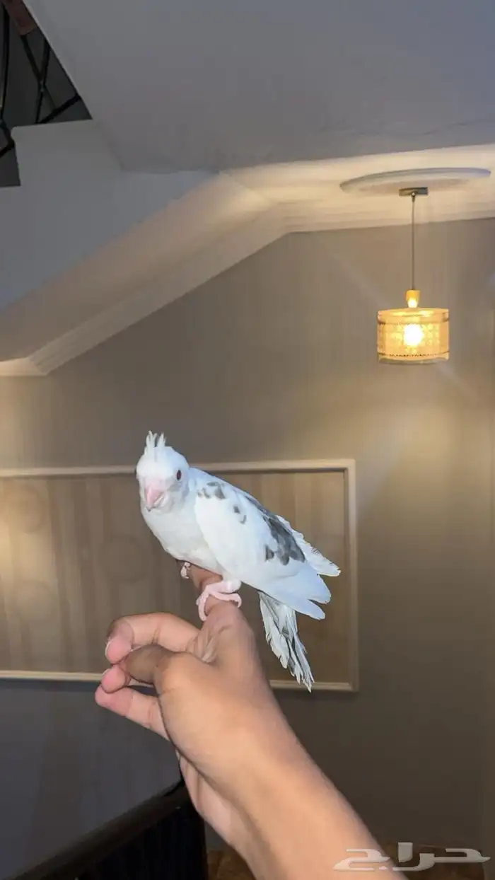 كروان هولندي اليف 2