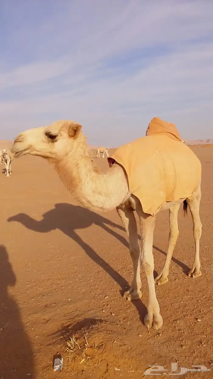 للبيع بكره 1