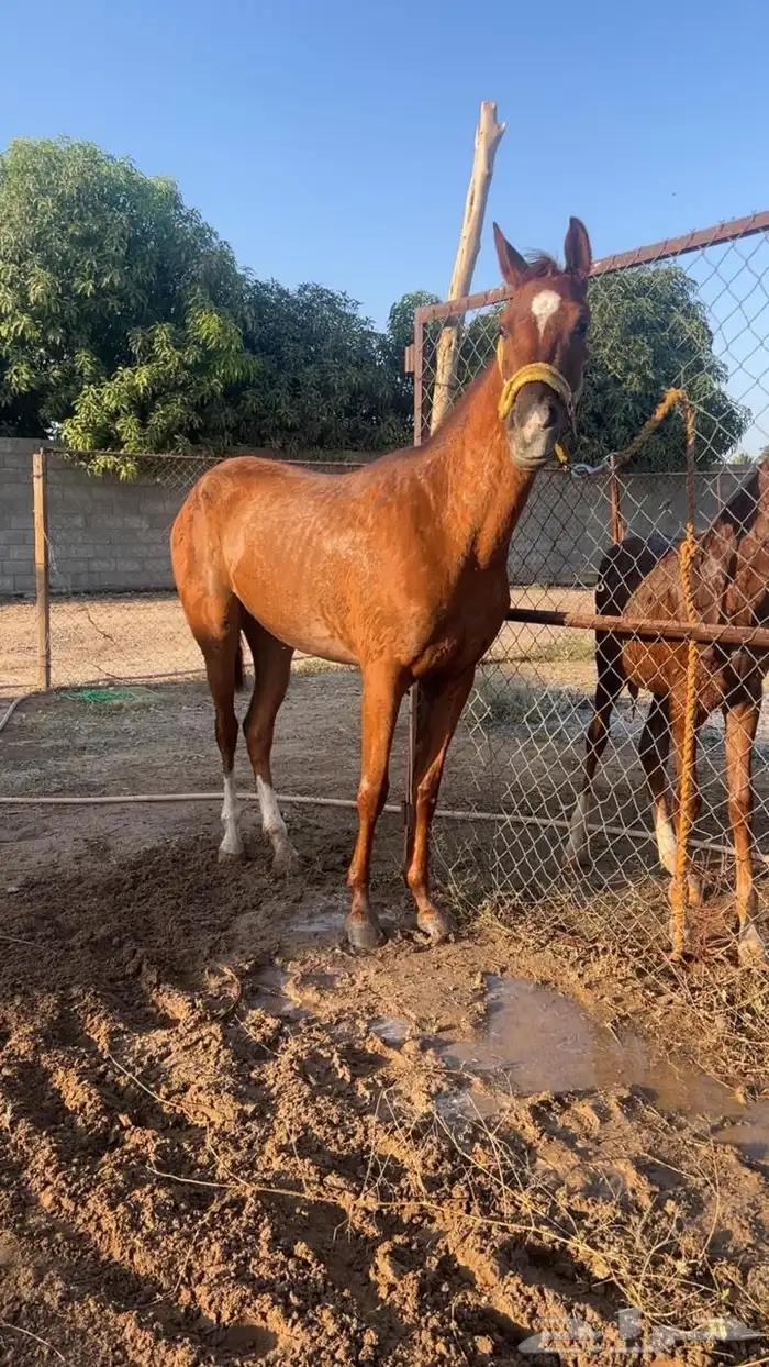 فرس شعبية 10