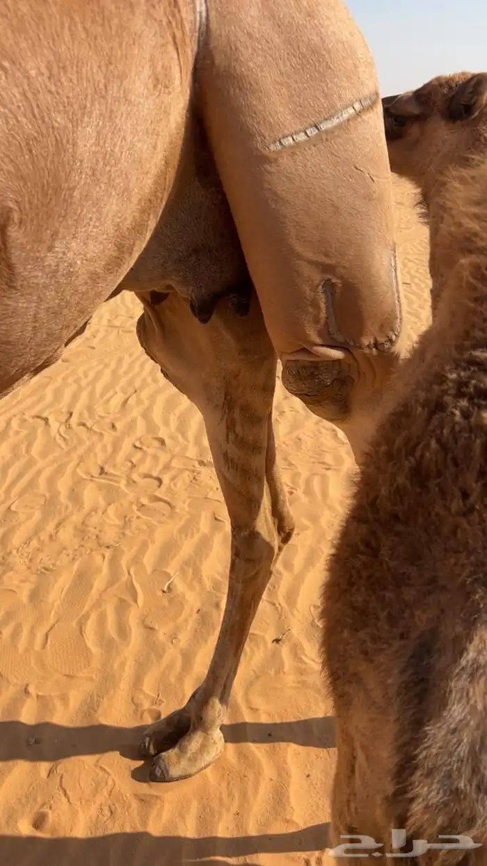 للبيع خلفه ساحليه حمرا رباع ثنو 2