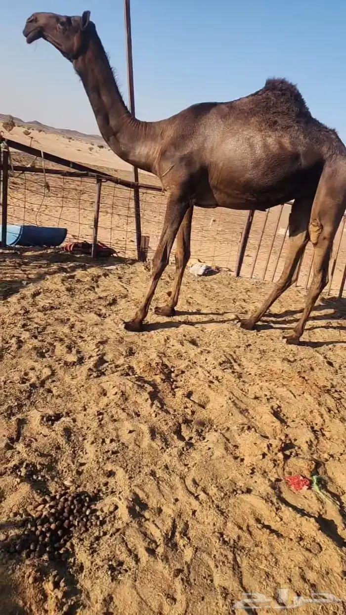 اللبيع ابل كفو. لقحات و ضرايب وعجوم 7