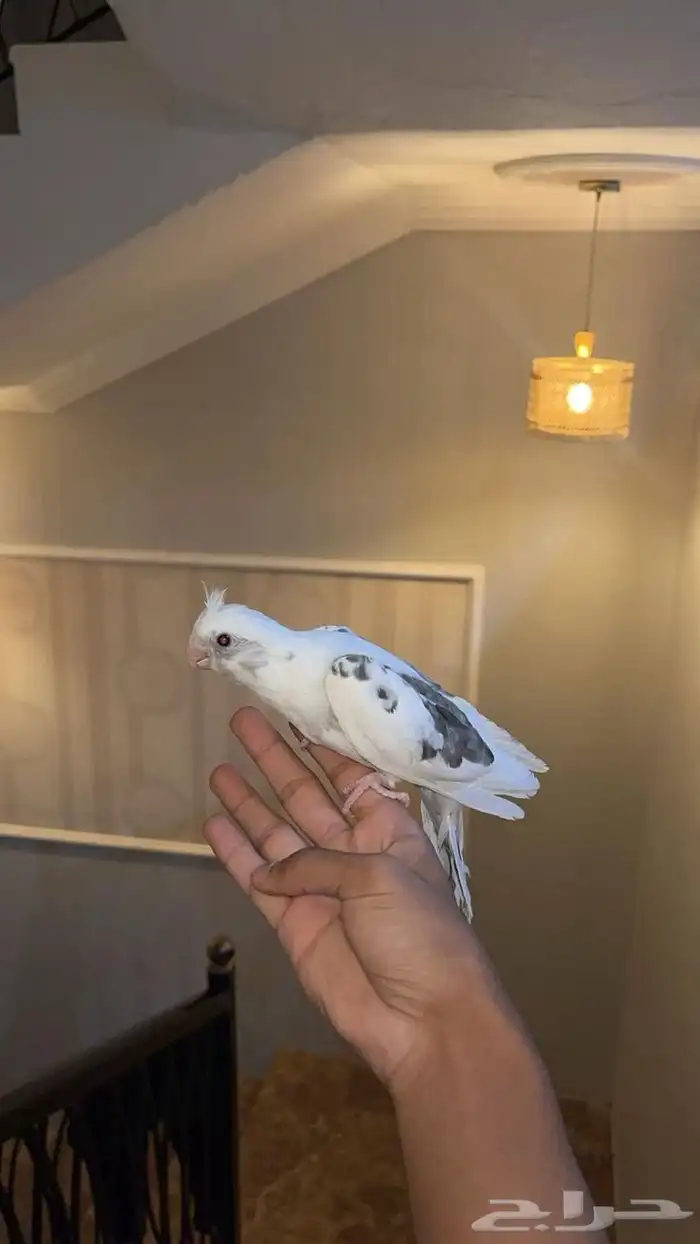 كروان هولندي اليف 3