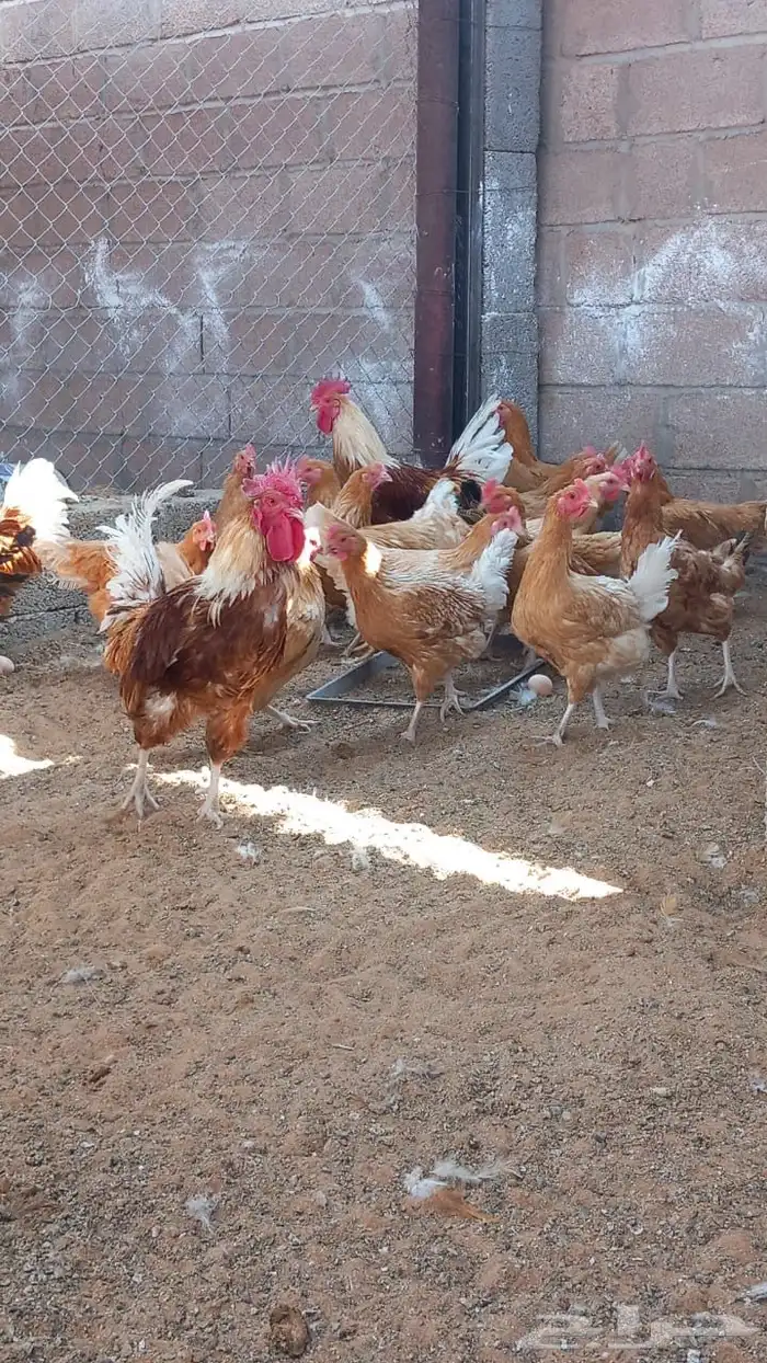 دجاج تركي للبيع 0