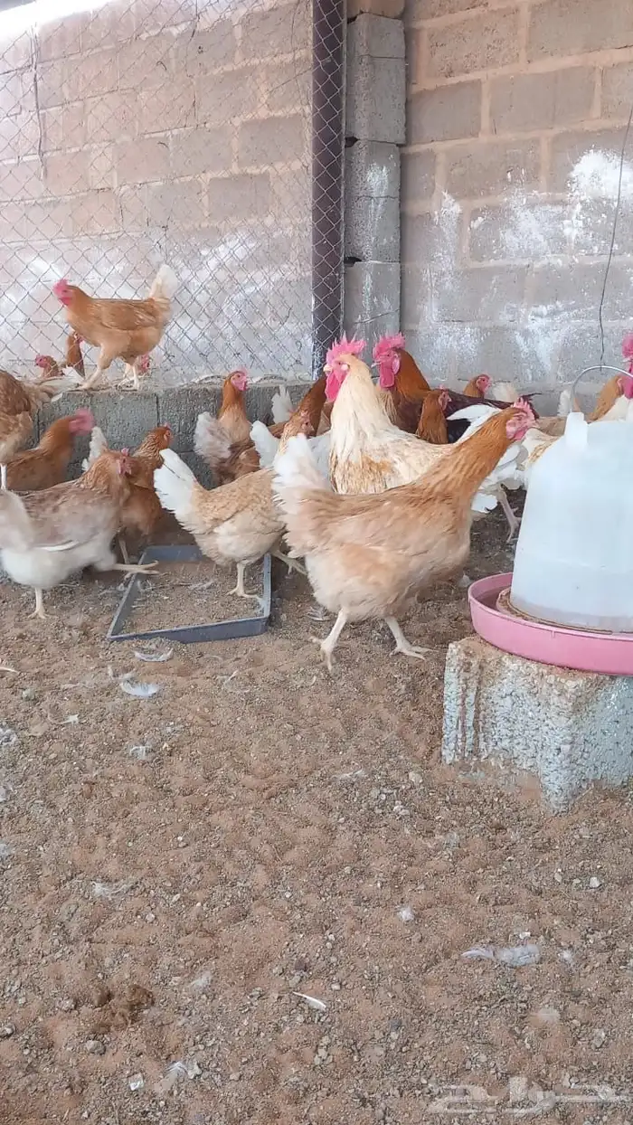 دجاج تركي للبيع 4