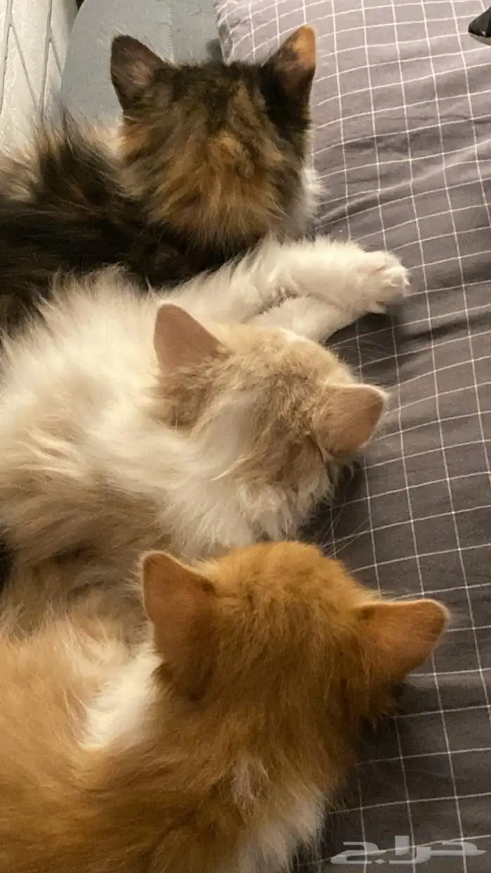 3قطط للبيع 1