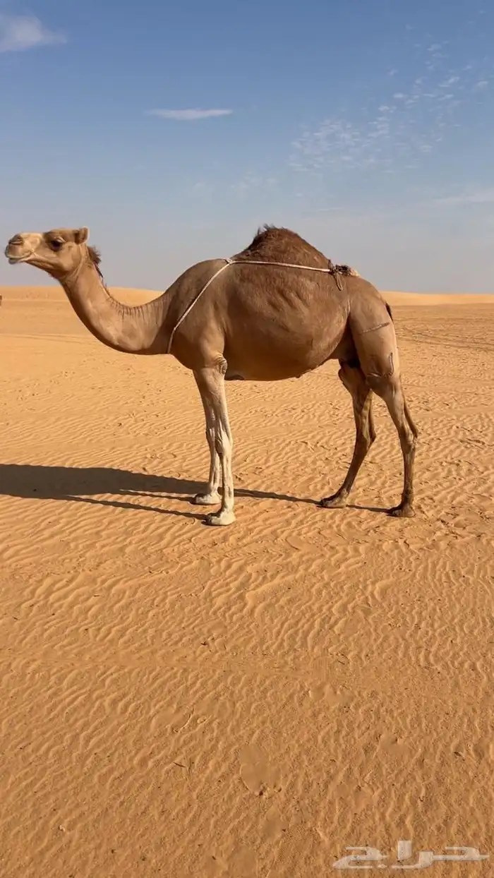 للبيع خلفه ساحليه حمرا رباع ثنو 0