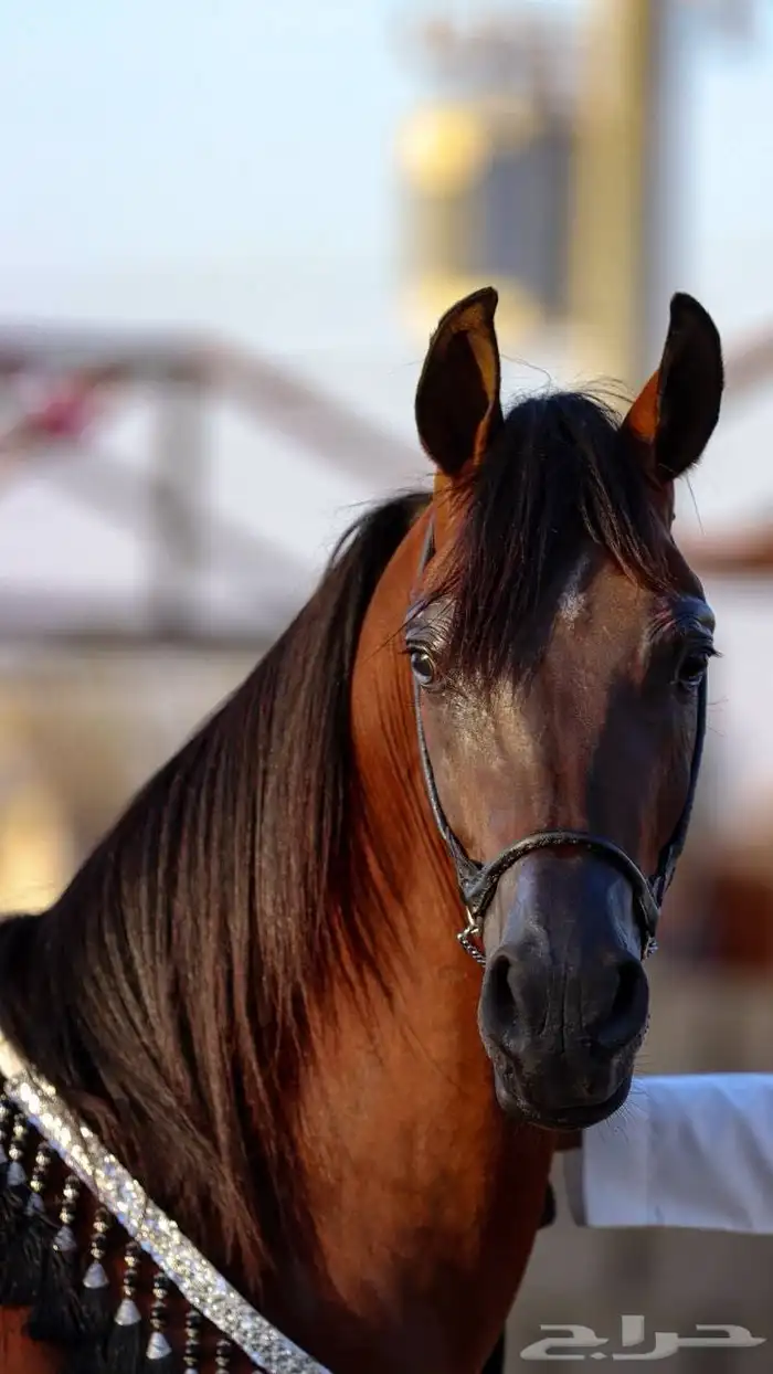 حصان واهو للبيع 1