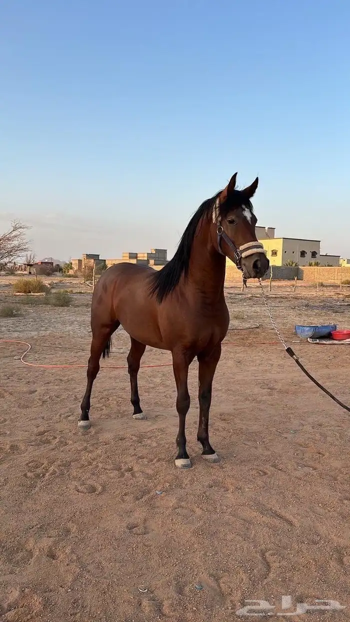 حصان شعبي شيخ للبيع العمر سنتين سليم شرط ارتفاع147-150 0