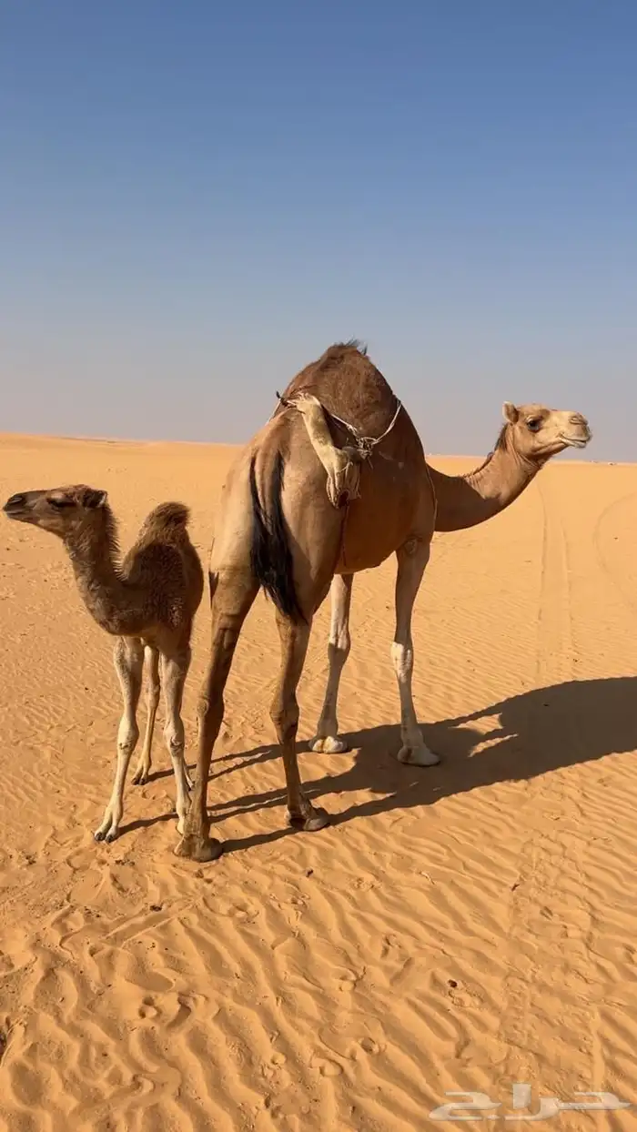 للبيع خلفه ساحليه حمرا رباع ثنو 1