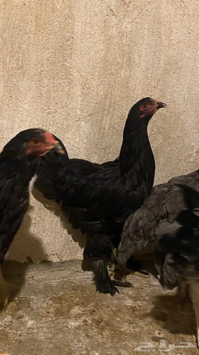 دجاج براهما 6