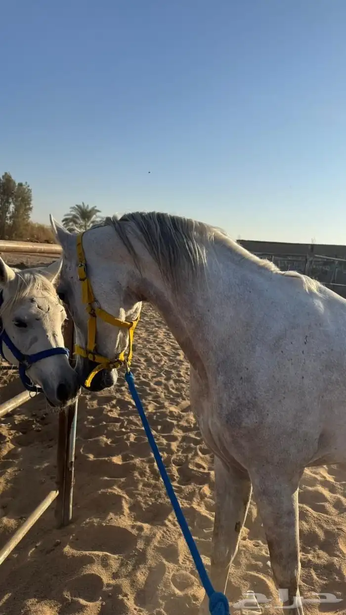 اعلان حصان للبيع تبوك 0