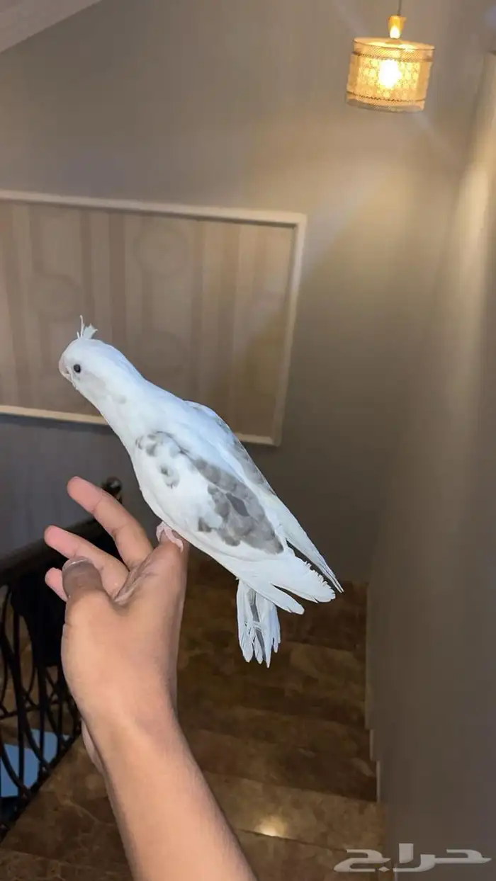 كروان هولندي اليف 4