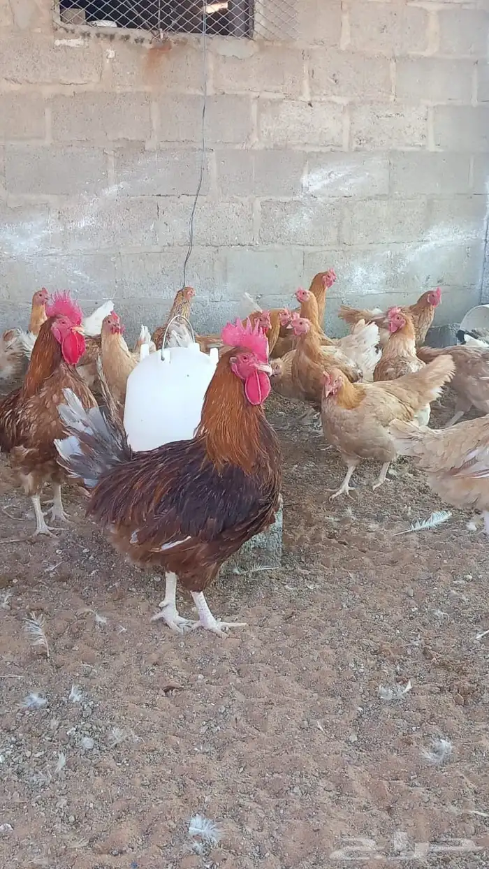 دجاج تركي للبيع 2