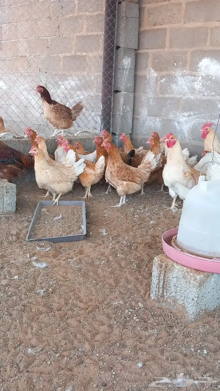 دجاج تركي للبيع 1