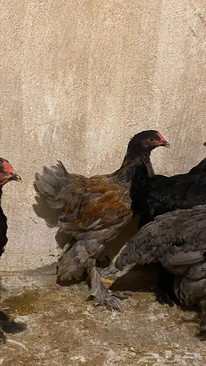 دجاج براهما 5