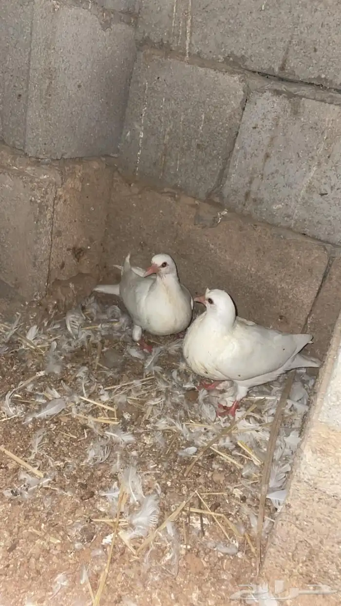 زغاليل فرنسي 2