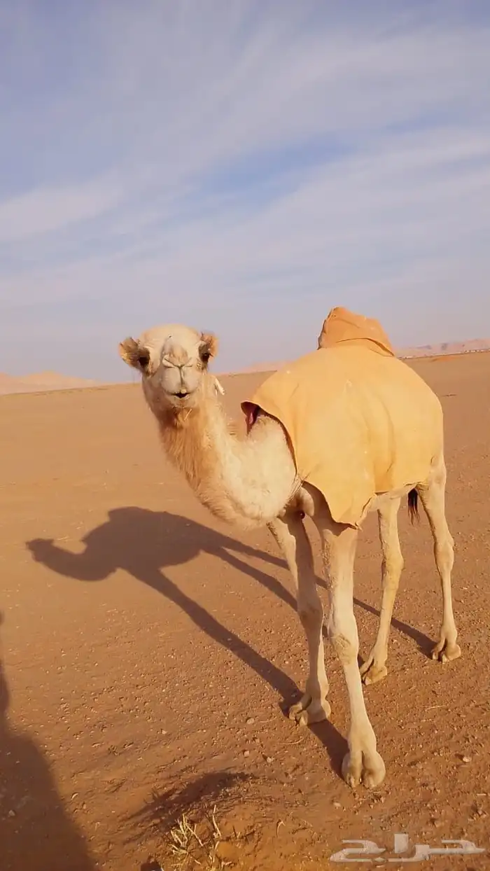 للبيع بكره 2