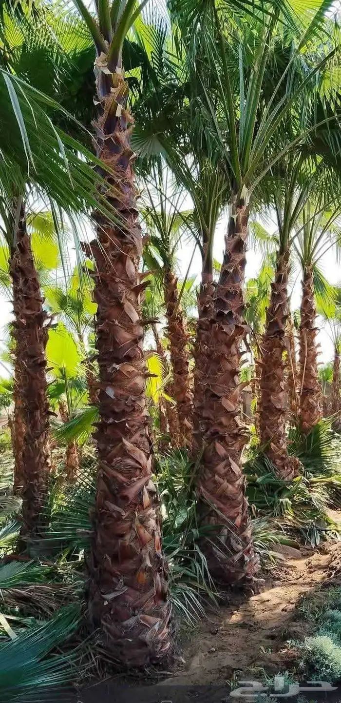 مكه المكرمه 1