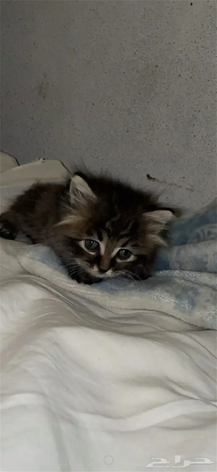 قط شيرازي تايقر لونق هير 0