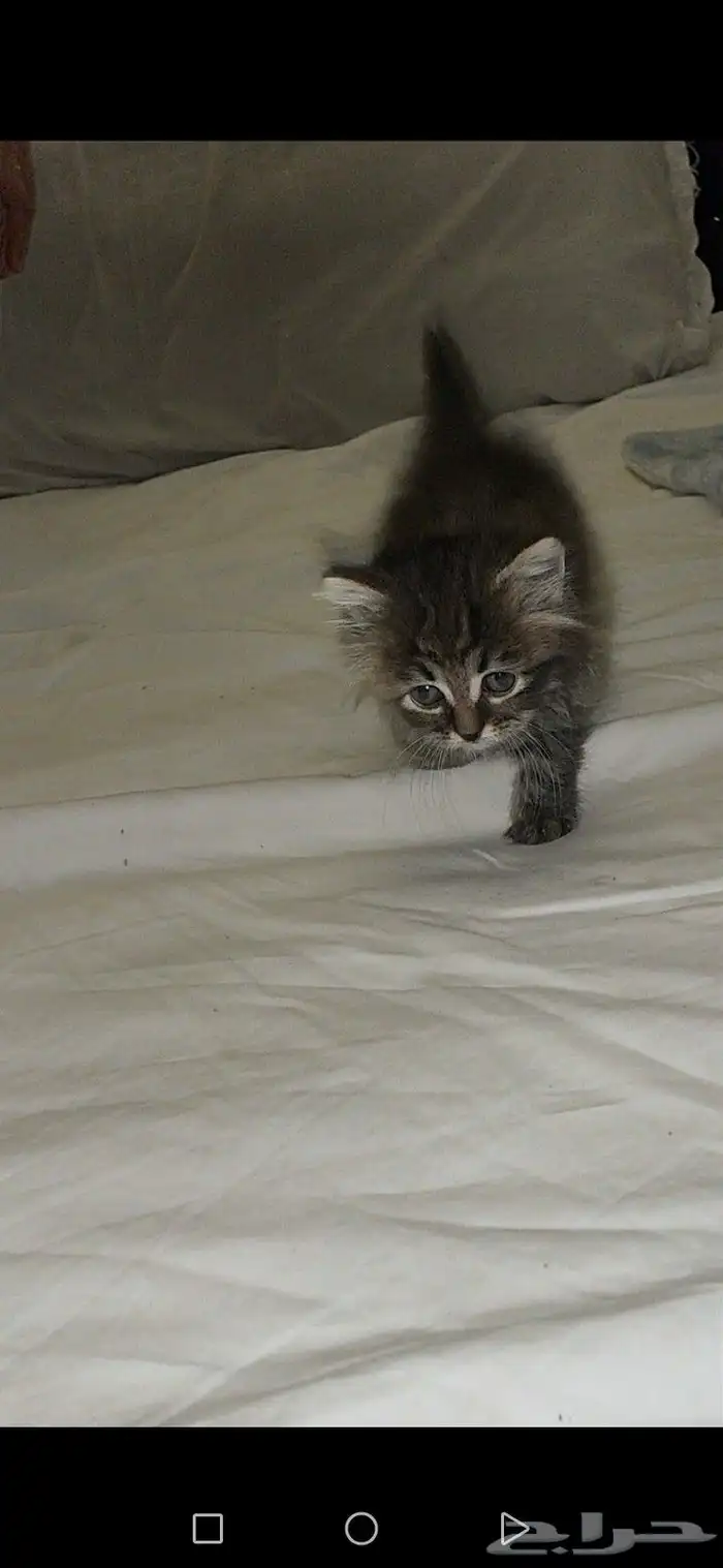 قط شيرازي تايقر لونق هير 1