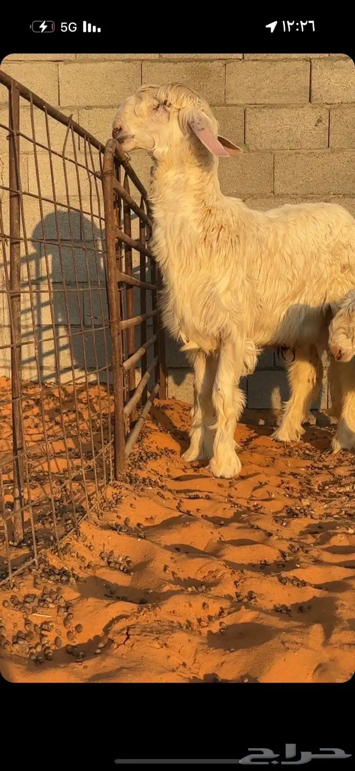 خروف نجدي(عيسي)مشروع فحل 2