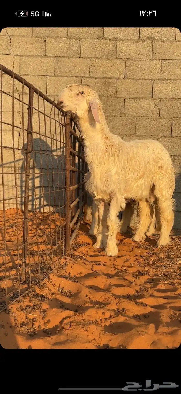 خروف نجدي(عيسي)مشروع فحل 1